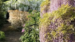 音乐短片 - Цветущая вистерия в парке цветов Асикага, Япония