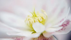 音乐短片 - Cinema Paradiso Love Theme