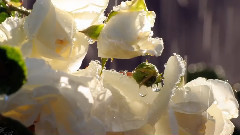 音乐短片 - 雨中蓝调