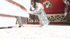 音乐短片 - Кот атакуетчерепаху