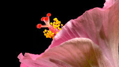 音乐短片 - 音乐像花一样