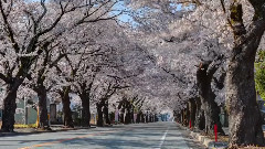 音乐短片,风景 - 日本福岛风景 时光流逝