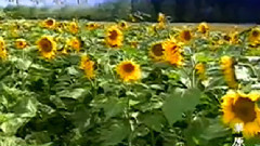 音乐短片 - 草原恋