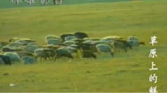 音乐短片 - 草原上的鲜花