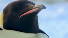 音乐短片 - 甜蜜的等待