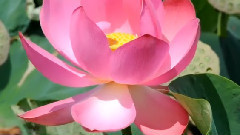 音乐短片 - Лотос Комарова (Nelumbo komarovii)