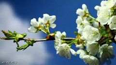 音乐短片 - С ДнёмРождения