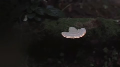 音乐短片 - Nitrous Oxide - Stine Grove – Cage Bird(Original Mix)