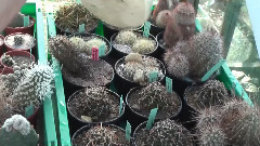 音乐短片 - Winterhardy cacti throughout the year