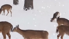 音乐短片 - It's Snowing(下雪了) - 谢尔盖切卡林