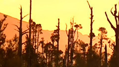 音乐短片 - 禅院钟声 古筝版