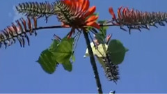 音乐短片 - 春涧流泉 古筝版