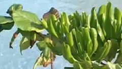 音乐短片 - 二月里来 古筝版