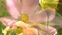 音乐短片 - 寒鸦戏水 古筝版