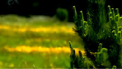 音乐短片 - 月儿高 古筝版