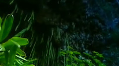 音乐短片 - 紫竹调 古筝版