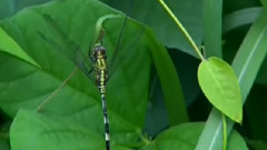 音乐短片 - 伯牙吊子期 古筝版