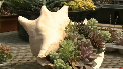 音乐短片 - Succulents In Containers