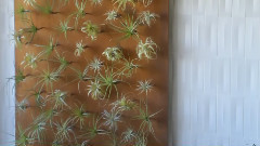 音乐短片 - Air Plants Indoor Living Gardens空气植物