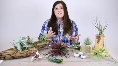 原创 - How To Display Air Plants