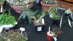 音乐短片 - 2012年春秀 显示 植物的竞争