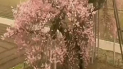 音乐短片 - 秋思曲 古筝版