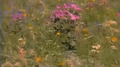 音乐短片 - 梁祝 琵琶协奏曲