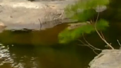 音乐短片 - 梁祝 日本小提琴演奏