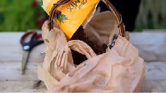 音乐短片 - Succulent Basket Care Tips