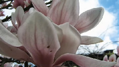 音乐短片 - Khoảng Cach 12h