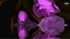 音乐短片 - The Blue Rose