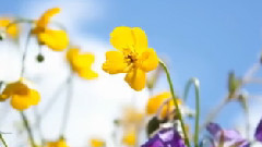 音乐短片 - Flower Dream