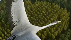 鸿雁