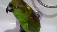 音乐短片 - Попугай поет советские песни и не только