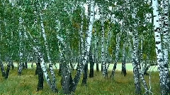 风景 - 俄罗斯 白桦米哈伊尔克