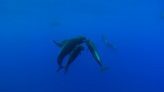 音乐短片 - Фантастические♒ подводные съемки