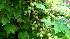 音乐短片 - Цветы сибирского сада в июне