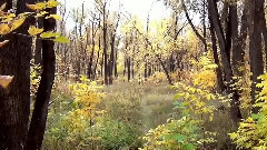 音乐短片 - Moments autumn film by Mikhail Kiselyov