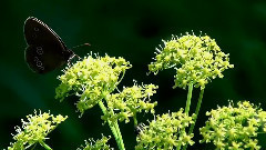 音乐短片 - Поезд в лето фильм Михаила Киселёва