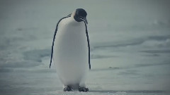 欧美群星 - Hey Pinguin