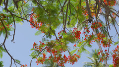 音乐短片 - Surfing