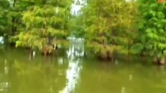 音乐短片 - 凤凰于飞