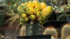 音乐短片 - Forms