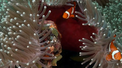 音乐短片 - Underwater Nature