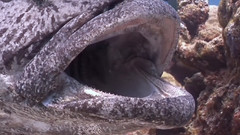 音乐短片 - Australia's Great Barrier Reef After Cyclone Yas