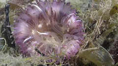 音乐短片 - Noosa River Underwater Footage