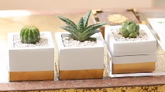 音乐短片 - DIY Decor Ideas For Succulents 装饰的想法