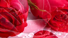 音乐短片 - Lucas Kirby - Cannon in E