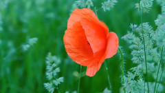 音乐短片 - Lucas Thanos ~ Onira