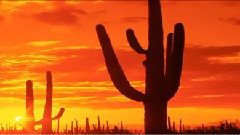 音乐短片 - Somewhere in Time